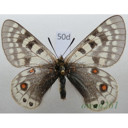 Parnassius acdestis subsp. roweii Sorimachi, 1994 China50d